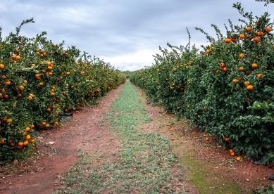 Tangerine trees in Valencia, Spain