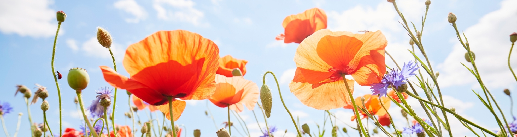 Close-Up of poppies and cornflowers on meadow against sunlight and blue sky