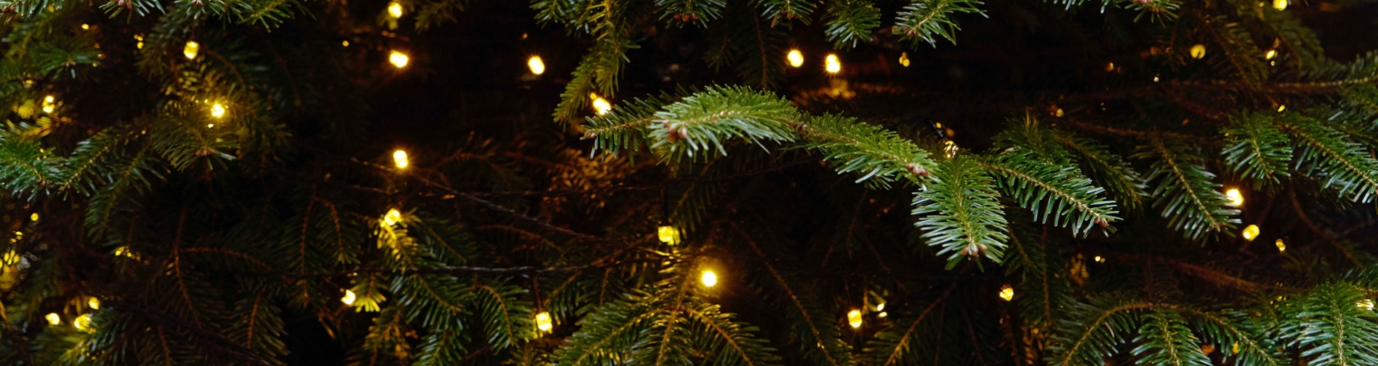 Close up of lighted Christmas tree